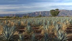 Axo Metals Secures Major Environmental Permit Approval; Clears Path for Production at the San Antonio Gold Project